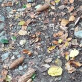 14570296_1238117742913335_4609380380865670468_n