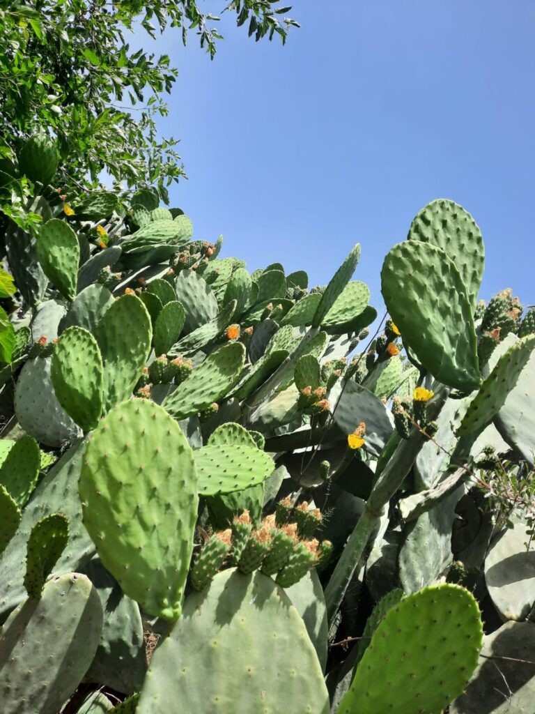 281811795_5256043997787336_3255229696419553687_n